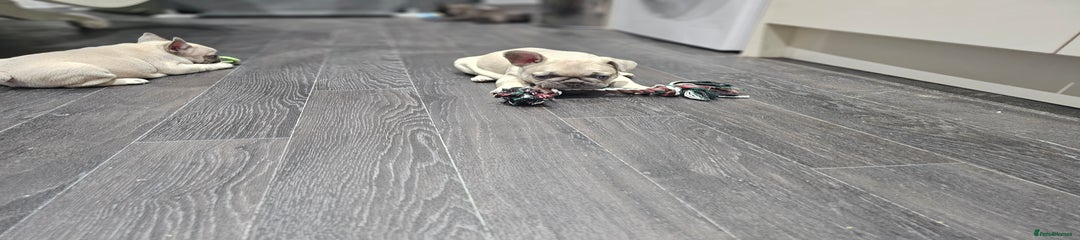 French Bulldog Puppy 2