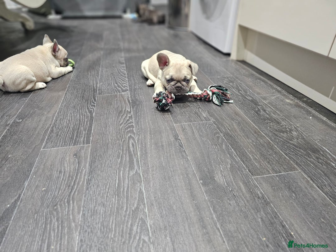 French Bulldog dogs for sale: French bulldog puppies  - Advert 31