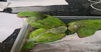 Ringnecks birds - Advert 5