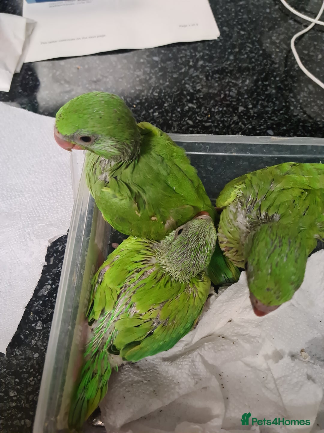 Ringnecks birds for sale: Indianecks  - Image 2