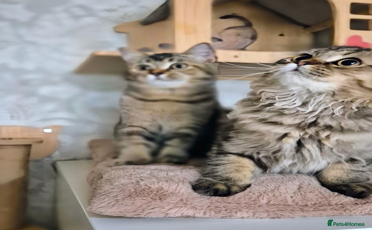 Scottish Fold cats - Advert 3