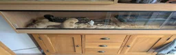 Corn Snake reptiles for sale: Beautiful Ghost Corn Snake in Middlesbrough - Advert 2