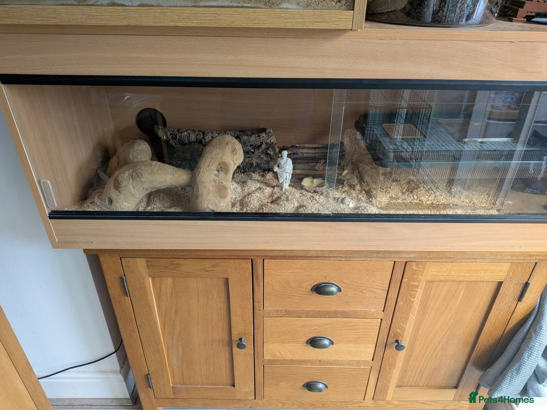 Corn Snake reptiles for sale: Beautiful Ghost Corn Snake in Middlesbrough - Advert 2