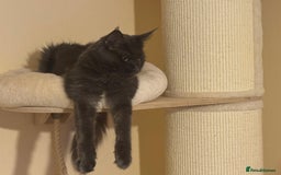 Maine Coon cats for sale: 25% OFF PURE MAINE COONS FROM CHAMPION BLOODLINE! - Image 21