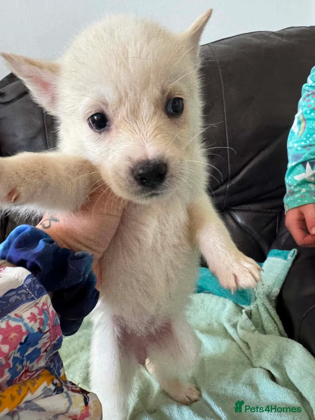 Mixed Breed dogs for sale: 7 beautiful siberian husky x labrador puppies - Advert 38