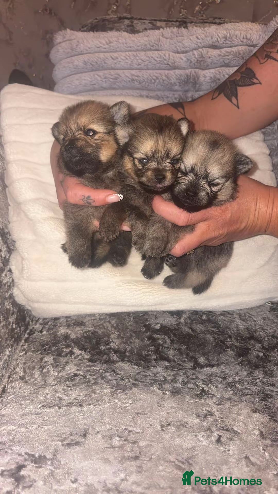 Pomeranian dogs 3 beautiful Pomeranian pups   - Advert 15