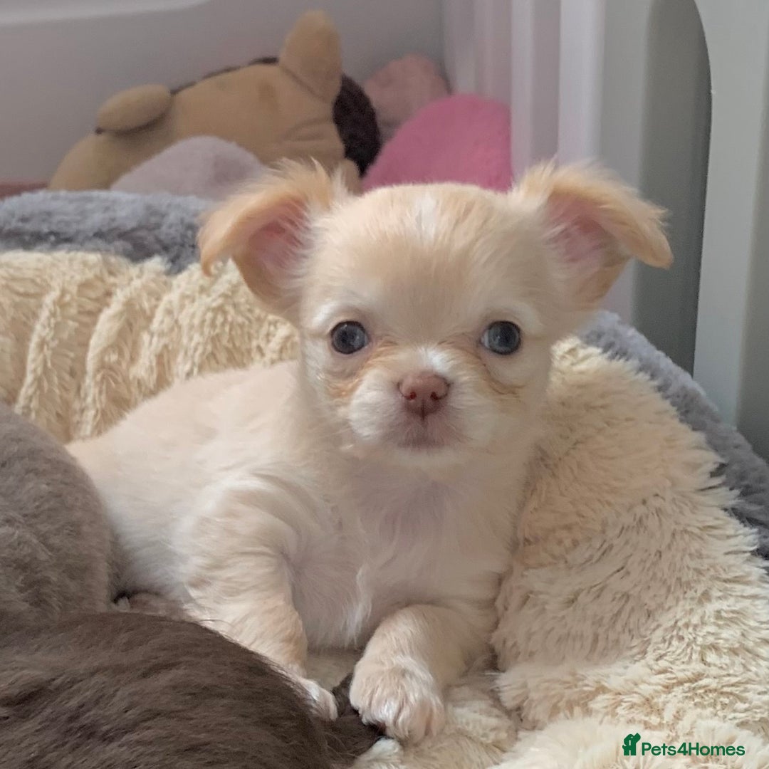 Chihuahua dogs for stud: My handsome boy for stud russian import in Durham - Advert 11