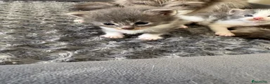Maine Coon 2