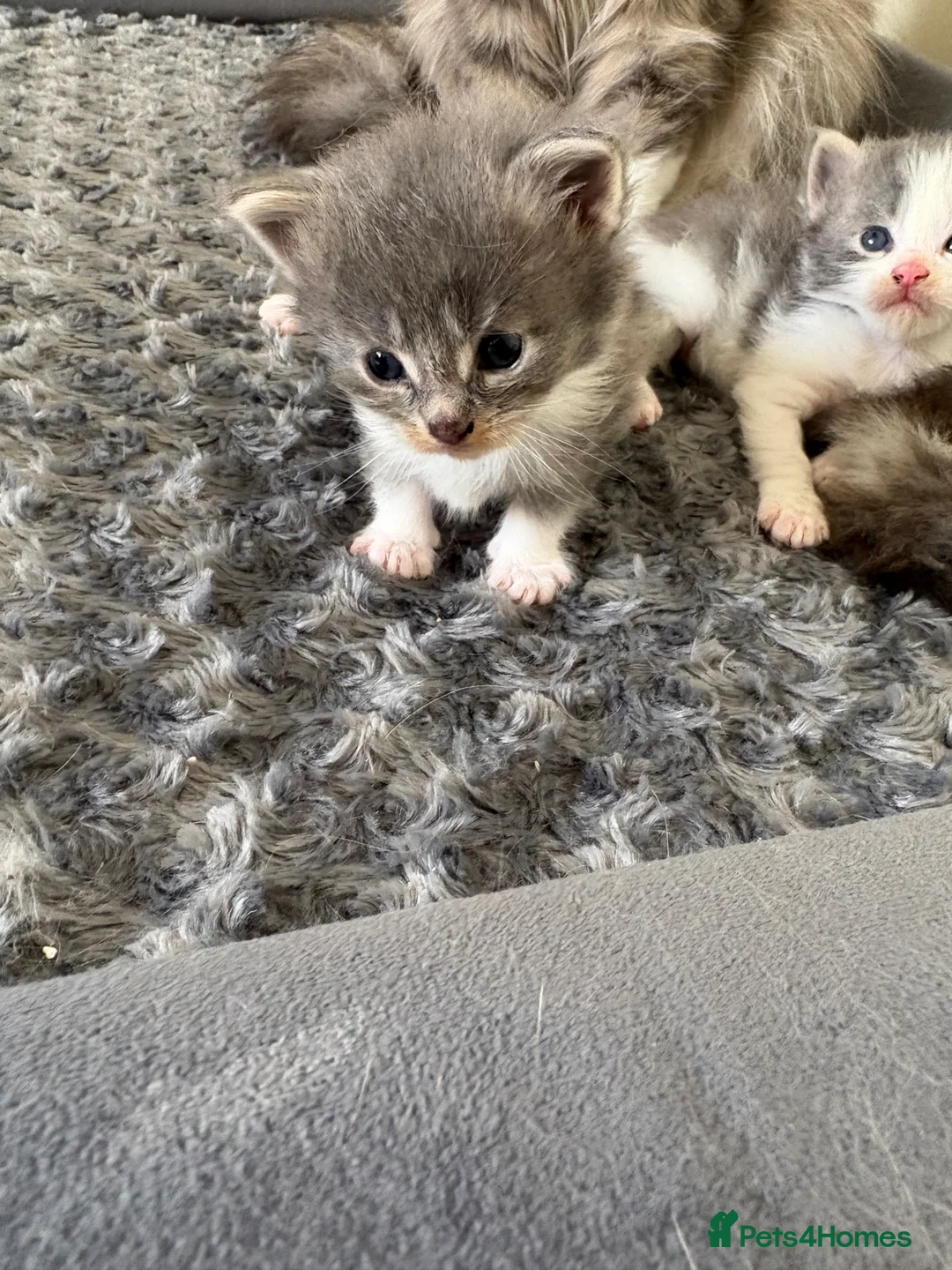 Maine Coon cats for sale: Maincoon kittens  - Advert 2