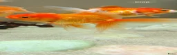 Fancy Goldfish fish for sale: Fancy Goldfish for sale in Southampton - Advert 7