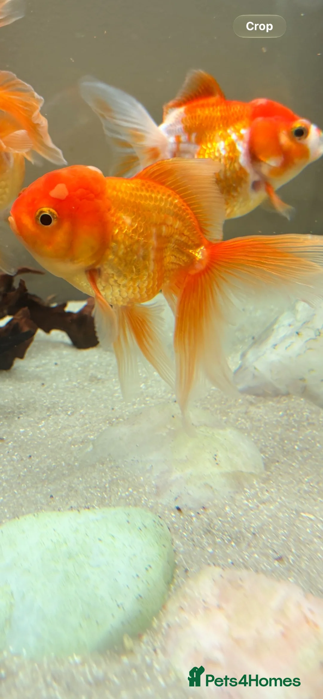 Fancy Goldfish fish for sale: Fancy Goldfish for sale in Southampton - Advert 7