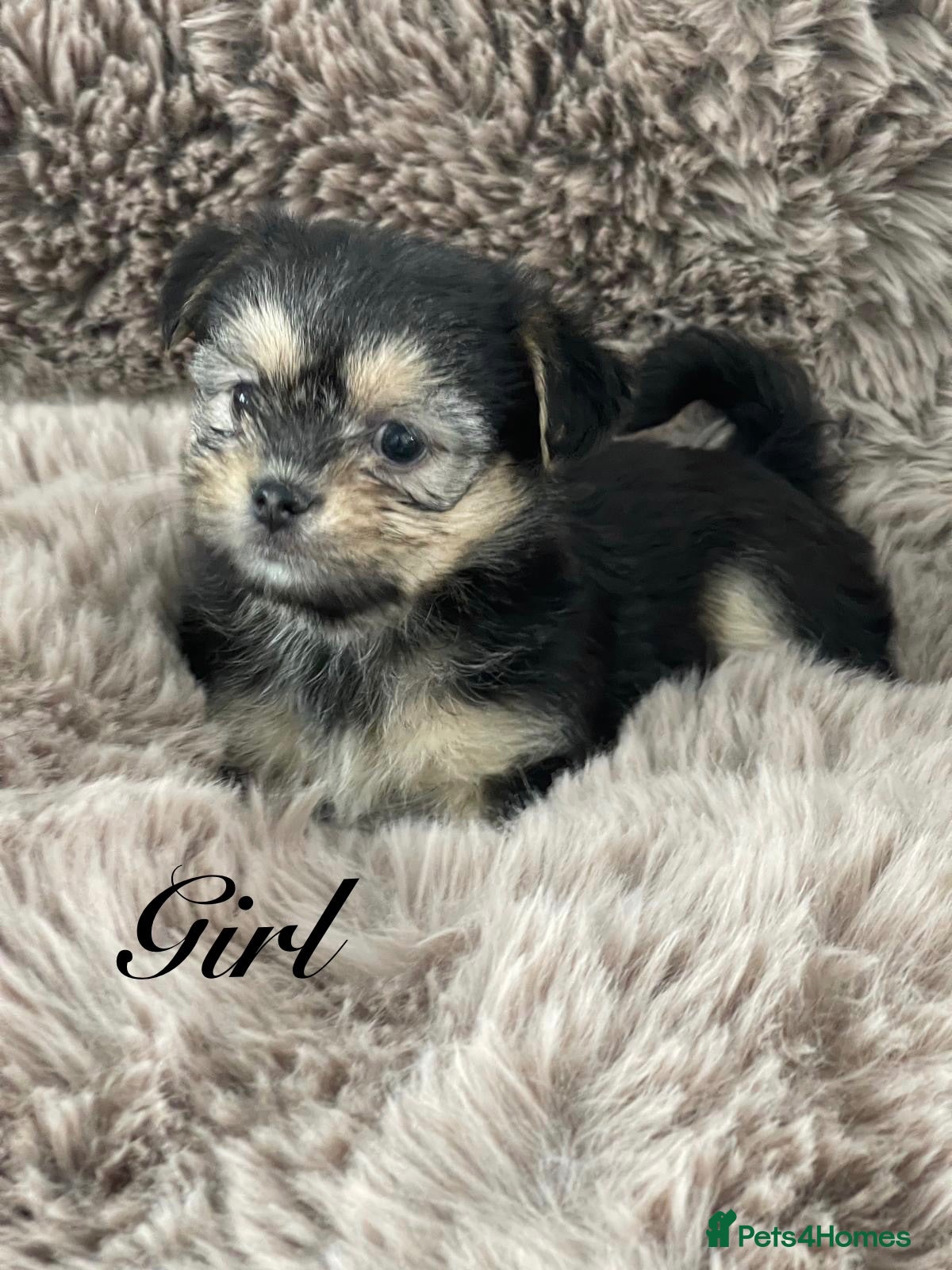 Shorkie dogs for sale: Gorgeous Shorkie Puppies Vaccinated &Microchipped  - Advert 1