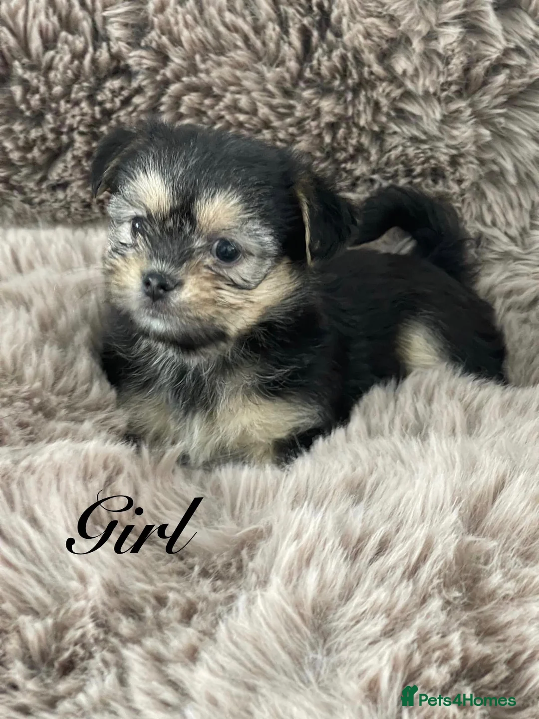 Shorkie dogs for sale: Gorgeous Shorkie Puppies Vaccinated &Microchipped  - Advert 1