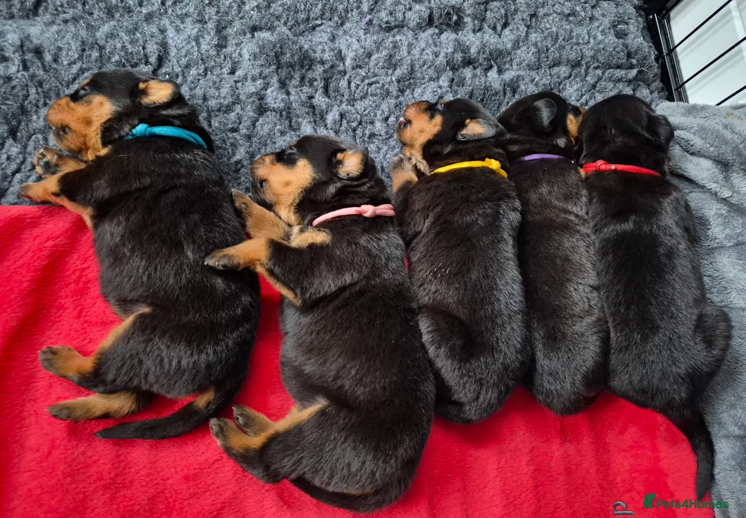 Rottweiler dogs for sale: 🩷BIG VIN GIRLS AVAILABLE🩷 - Advert 15