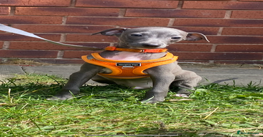 Italian Greyhound dogs - Advert 10