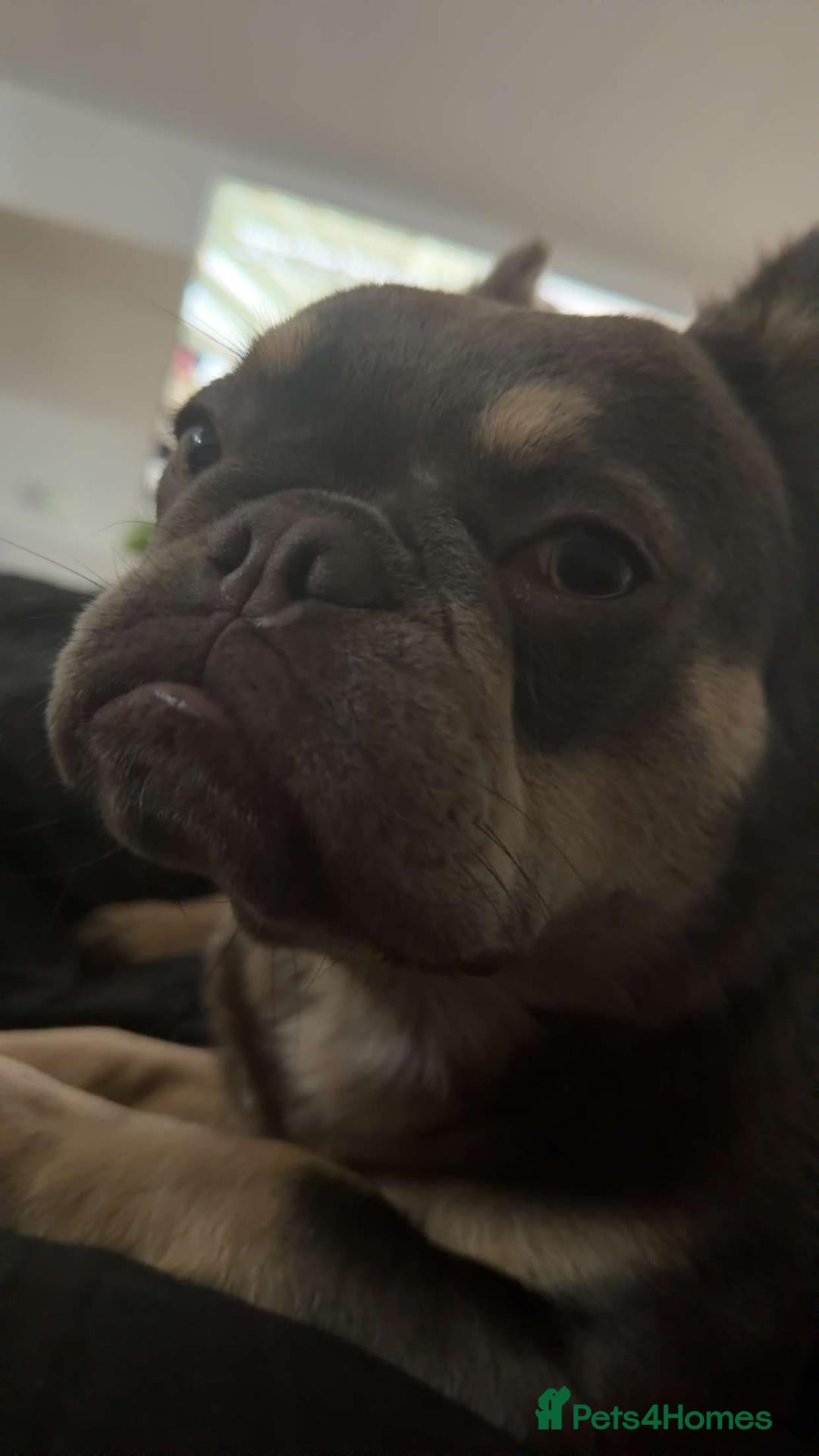 French Bulldog dogs Fluffy French Bulldog  - Advert 14