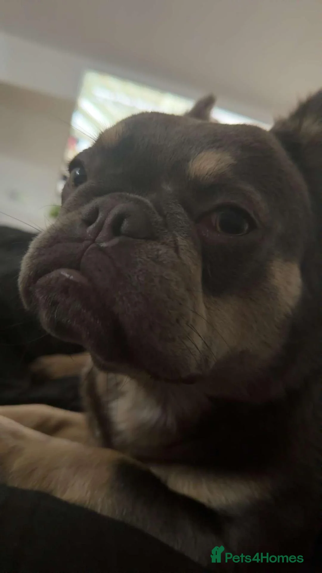 French Bulldog dogs for sale: Fluffy French Bulldog  - Advert 1