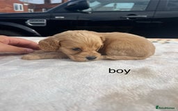 Cocker Spaniel dogs for sale: cocker spaniel puppies - Image 8