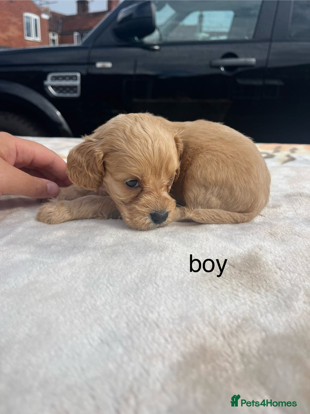 Cocker Spaniel dogs for sale: cocker spaniel puppies - Image 8
