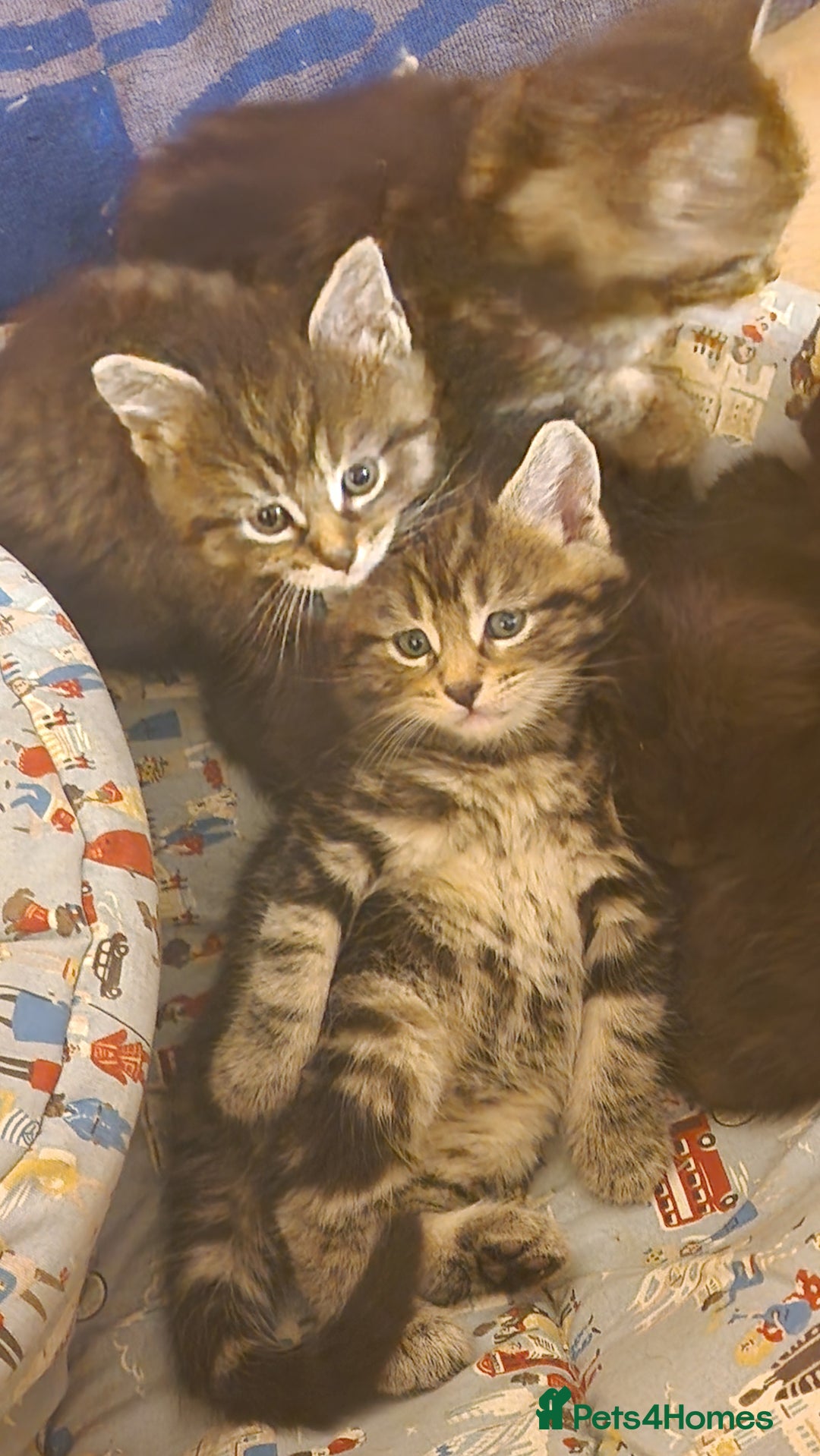Maine Coon cats for sale: Beautiful Mainecoon X  9 kittens  - Image 37