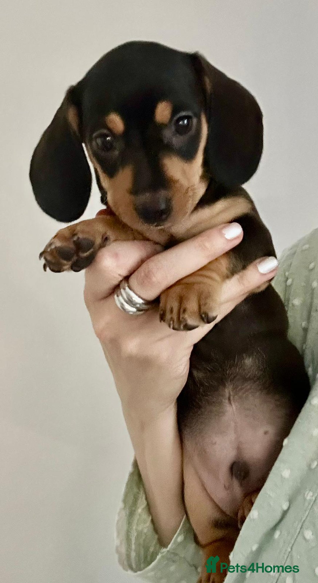 Dachshund dogs for sale: DACHSUND PUPPIES , ONE GIRL AND ONE BOY LEFT  - Image 1