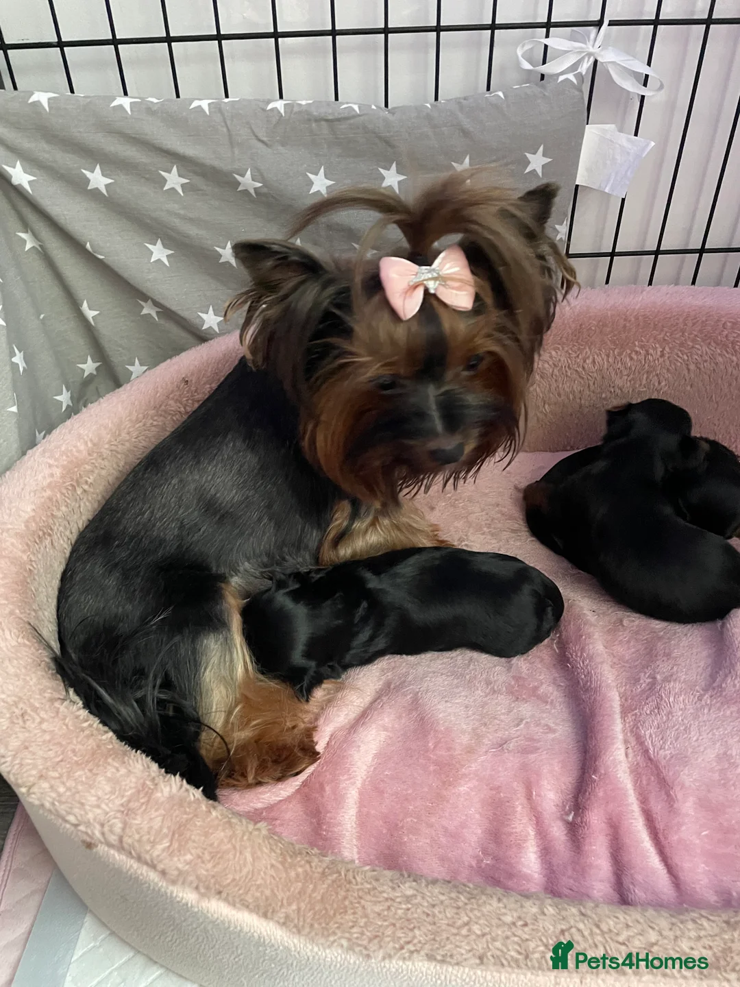 Yorkshire Terrier dogs for sale: pure breed yorkshire terrier  - Advert 2