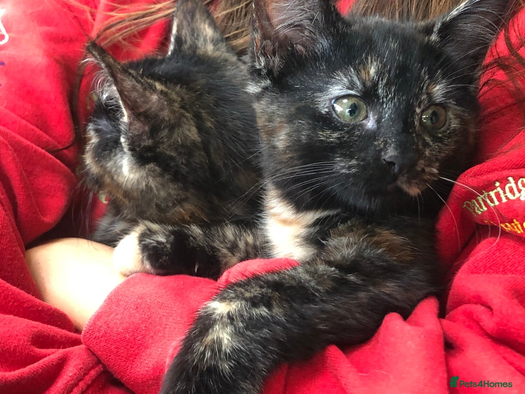Mixed Breed cats for sale: Beautiful tortoiseshell/calico kitten - Image 4