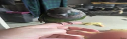 Conures birds for sale: Bonded female conures - Advert 5