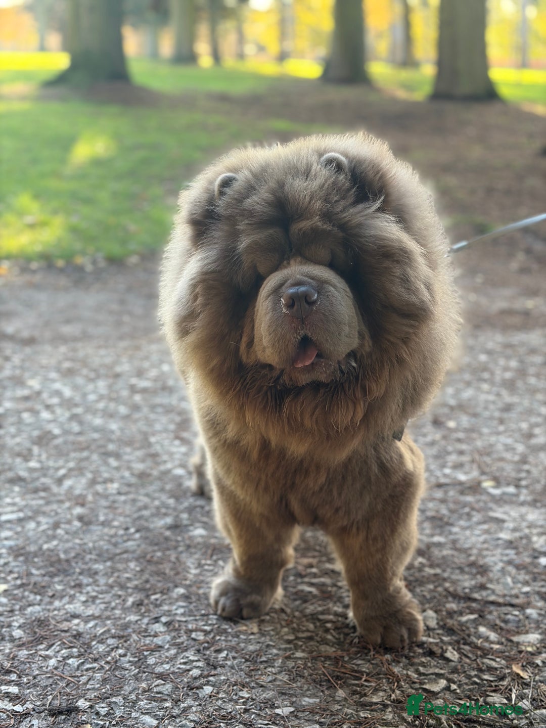 Chow Chow dogs for stud: Enzo the Lilac Chow Chow for stud 🦁 - Advert 3