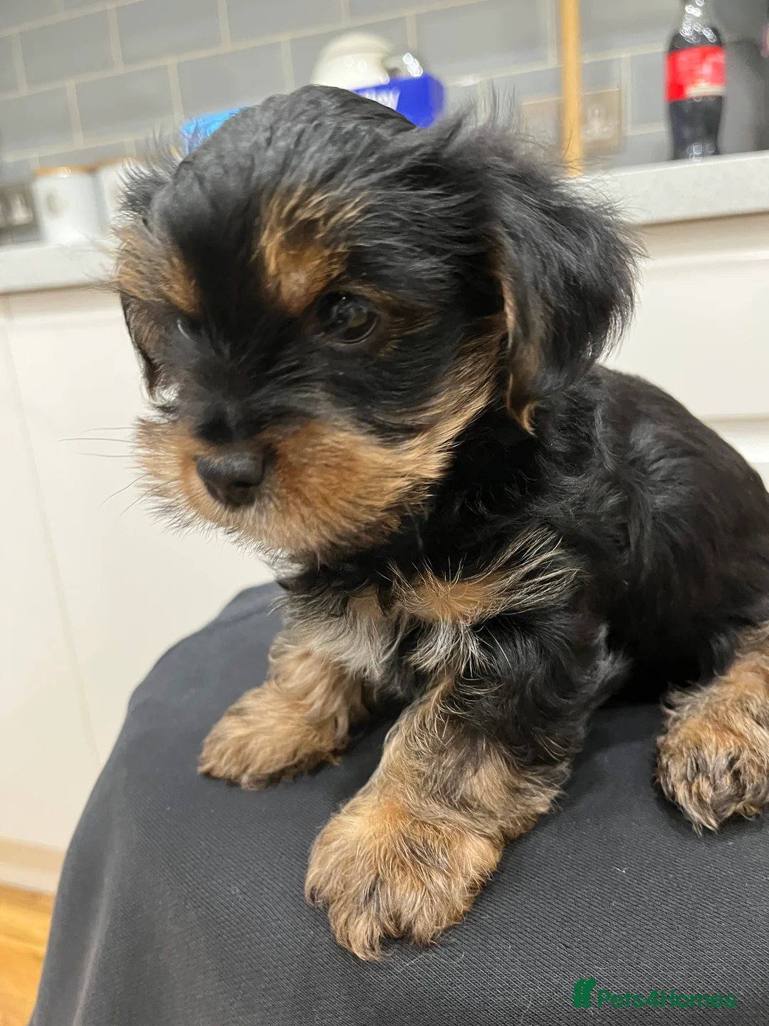 Yorkshire Terrier dogs for sale: READY NOW !! MINI YORKSHIRE TERRIERS FOR SALE - Advert 26