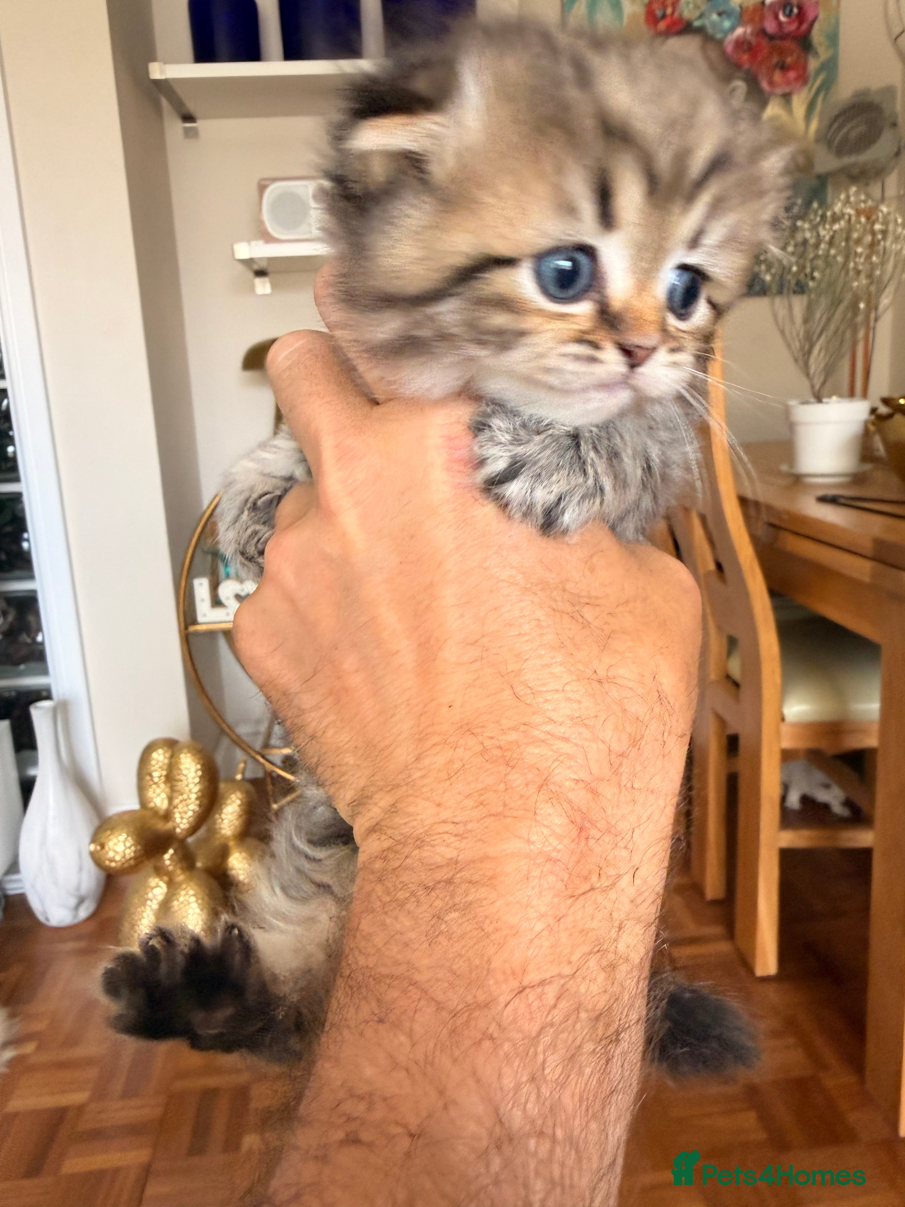 British Longhair cats for sale: Beautiful rainbow litter now available to reserve - Advert 9