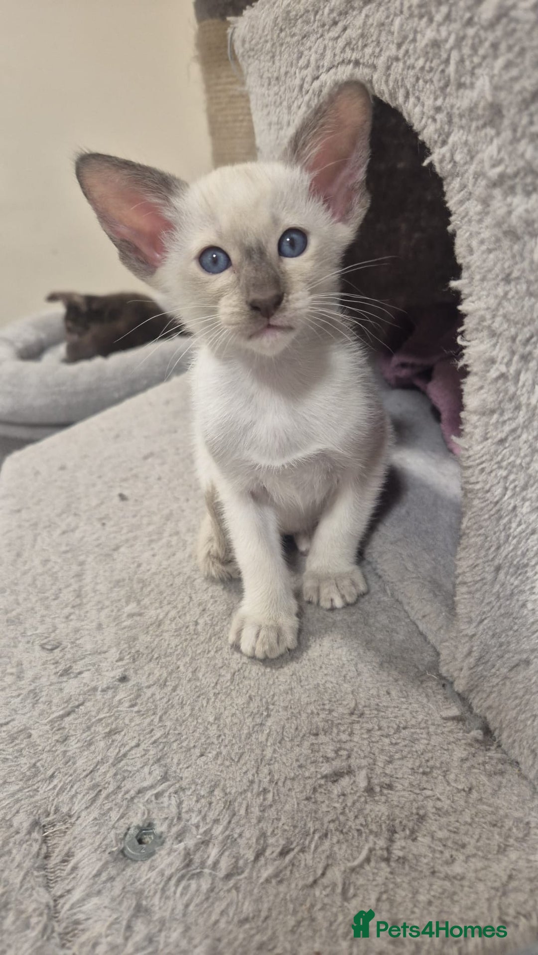 Oriental cats for sale: Oriental and Siamese kittens. - Advert 23