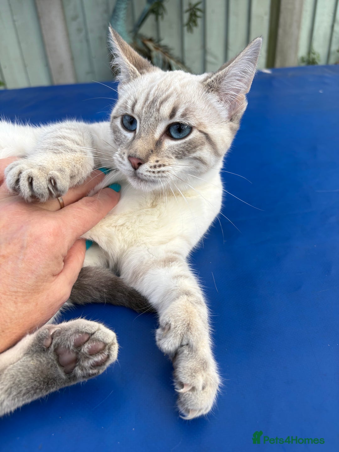 Keetso cats for sale: Superb polydactyl girl - Advert 7
