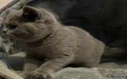 British Shorthair cats for sale: Chunky British shorthair kittens  - Image 2