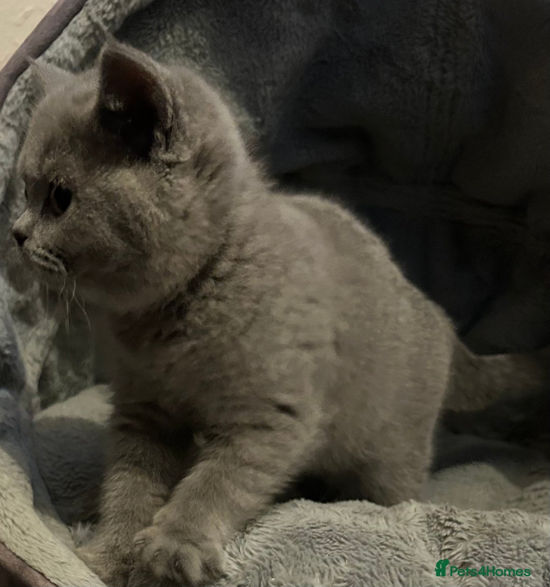 British Shorthair cats for sale: Chunky British shorthair kittens  - Image 2