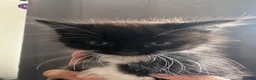 Mixed Breed cats for sale: 3 female kittens waiting to be rehoused  in Gillingham - Advert 5