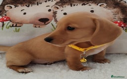 Miniature Dachshund dogs for sale: MINI DACHSHUND CREAM PRA CLEAR - Image 9