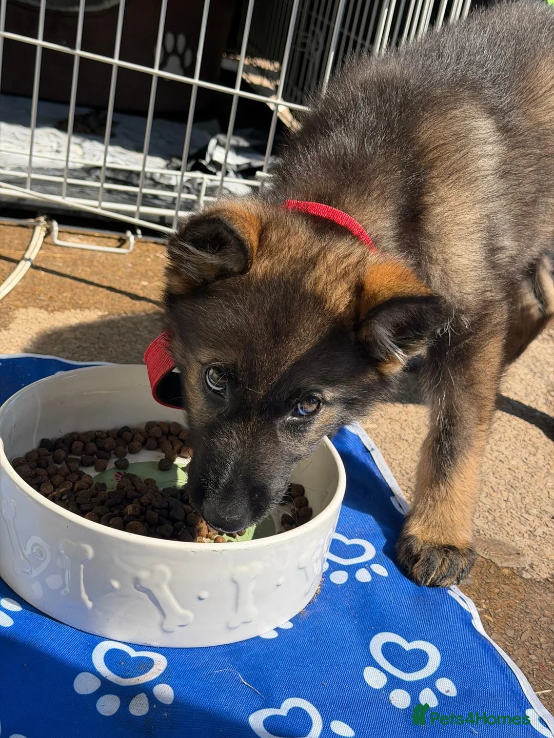 German Shepherd dogs for sale: German Sheppard   - Advert 1