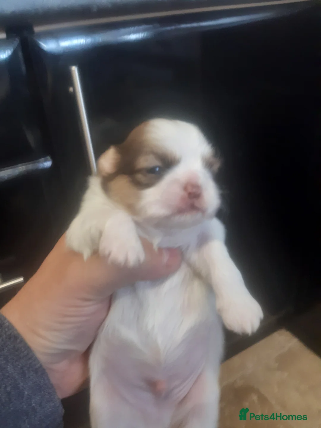 Shih Tzu dogs for stud:  imperial studs both proven  in Bolton - Advert 16