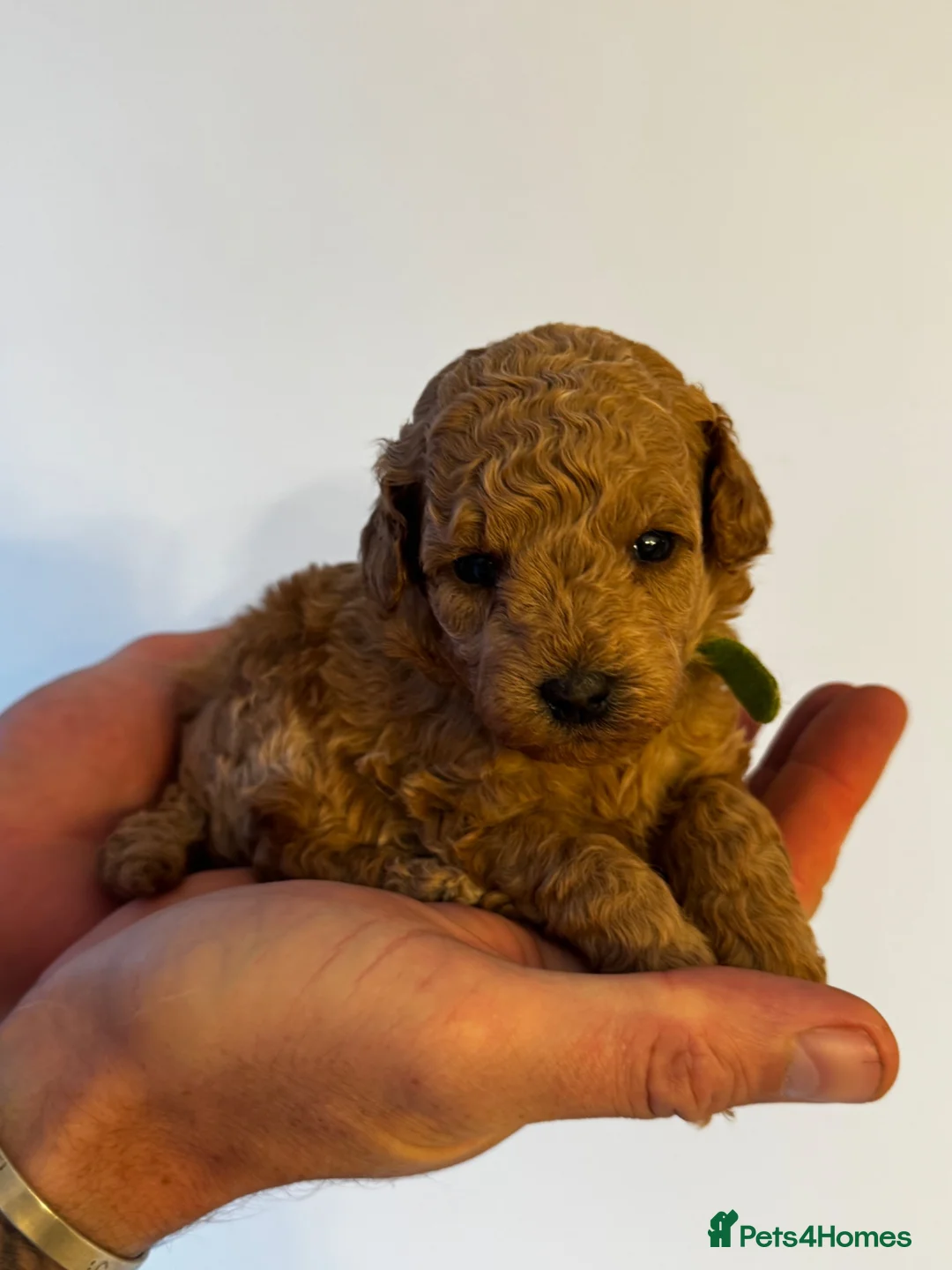 Mixed Breed dogs for sale: Miniture poodle puppies  - Advert 1