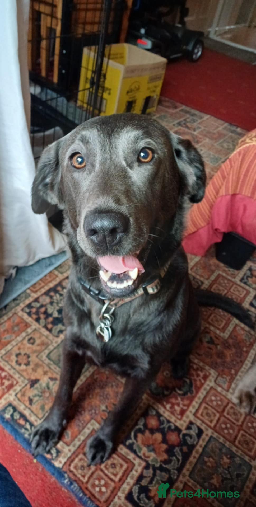 Labrador Retriever dogs Gorgeous Labradors for sale  - Advert 1