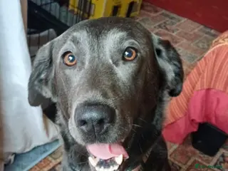 Labrador Retriever dogs Gorgeous Labradors for sale - Advert 1