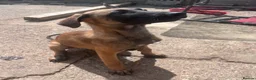 Mixed Breed dogs for sale: Litter of 10 Gsd X Mal  - Advert 8