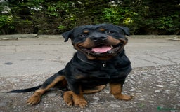 Rottweiler dogs for sale: Male Rottweiler 2 years old  - Image 4