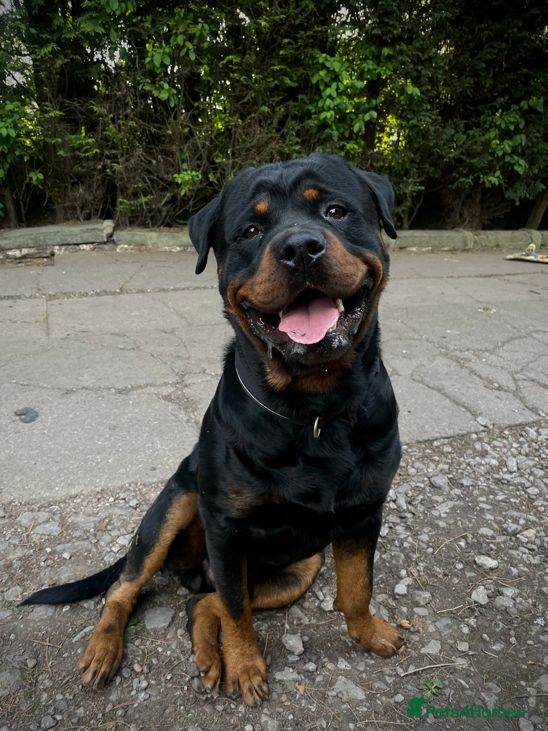 Rottweiler dogs for sale: Male Rottweiler 2 years old  - Image 4