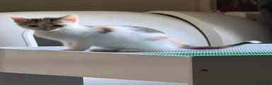 Calico female 