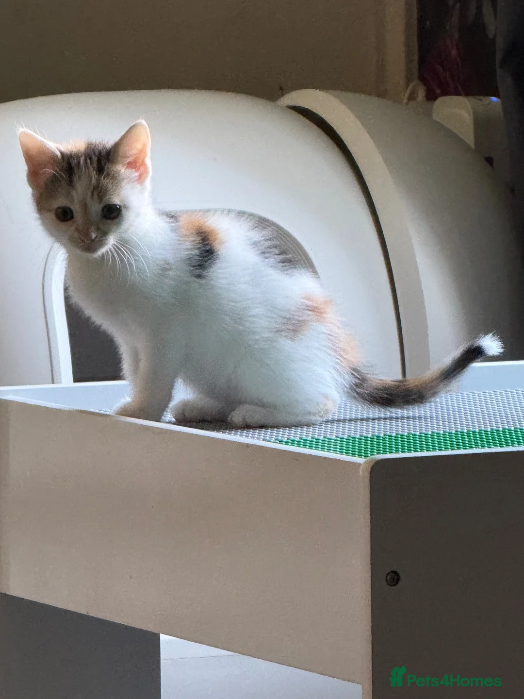 Domestic Shorthair cats for sale: Two beautiful rescue kittens - Advert 2