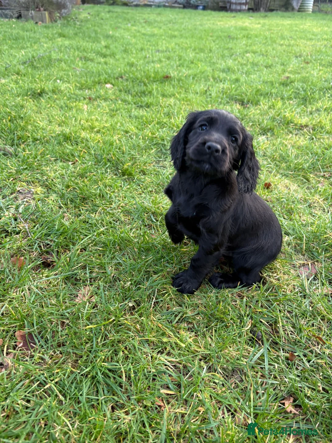 Cocker Spaniel dogs for sale: Cocker Spaniel puppies looking for homes - Advert 3