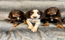 Cocker Spaniel dogs for sale: Cocker Spaniels Ready Now, Fully Vaccinated - Image 1