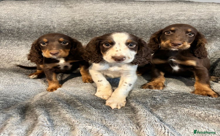 Cocker Spaniel dogs - Advert 12